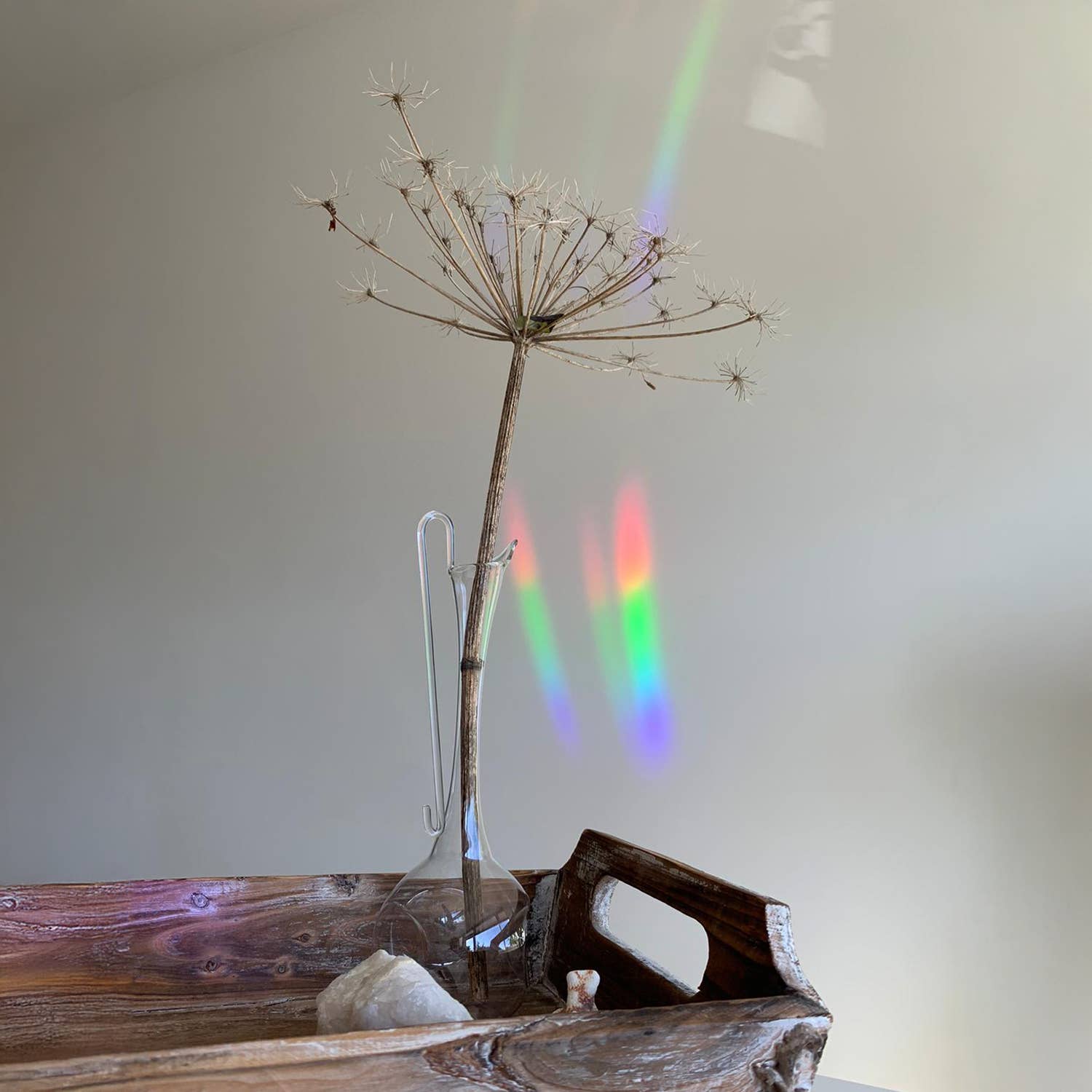 Botanopia - Suncatcher Fenster - Sticker • Keep going to keep growing - ROSA ECK