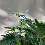 Botanopia - Suncatcher Fenster - Sticker • You're made of magic - ROSA ECK