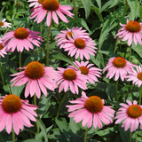 Piccolo Seeds - Blumensamen • Echinacea Starlight - ROSA ECK