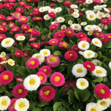 Piccolo Seeds - Blumensamen • English Daisy Pomponette Mix - ROSA ECK