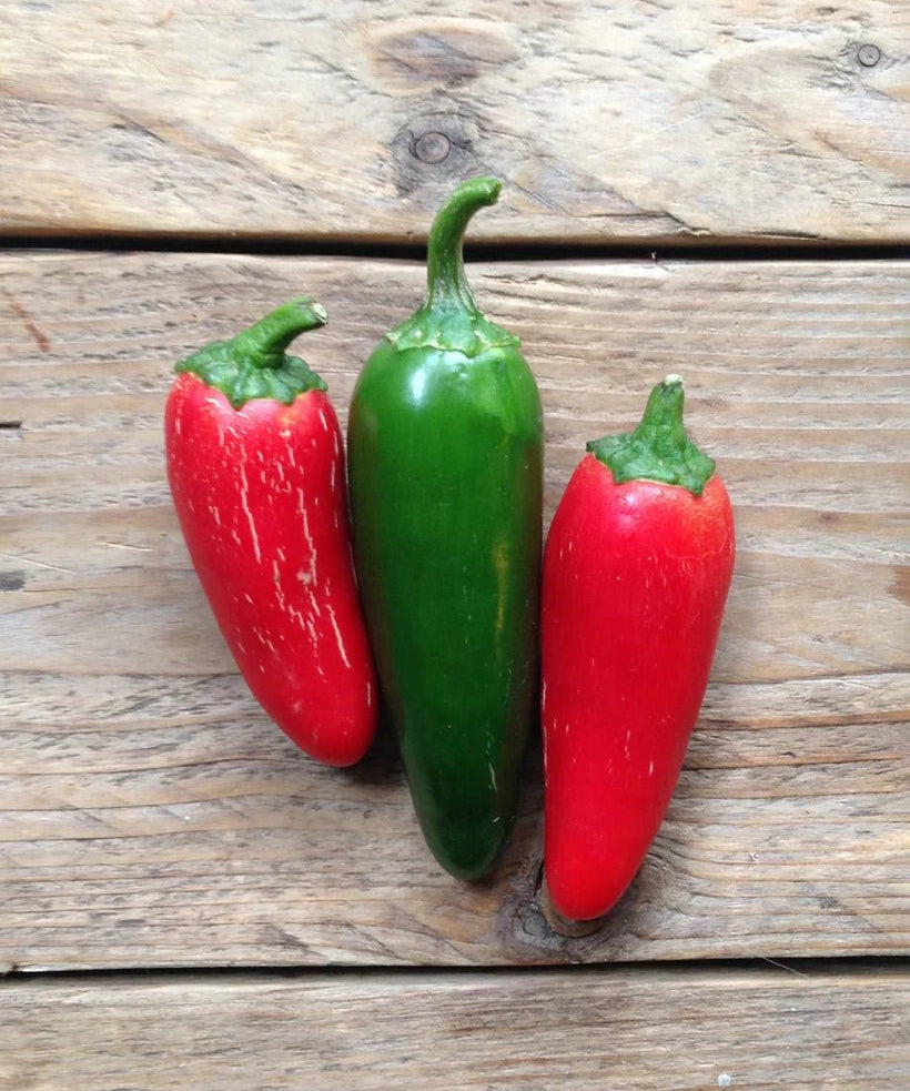 Piccolo Seeds - HOT PEPPER Jalapeño Saatgut - Saatgut - ROSA ECK Concept Store