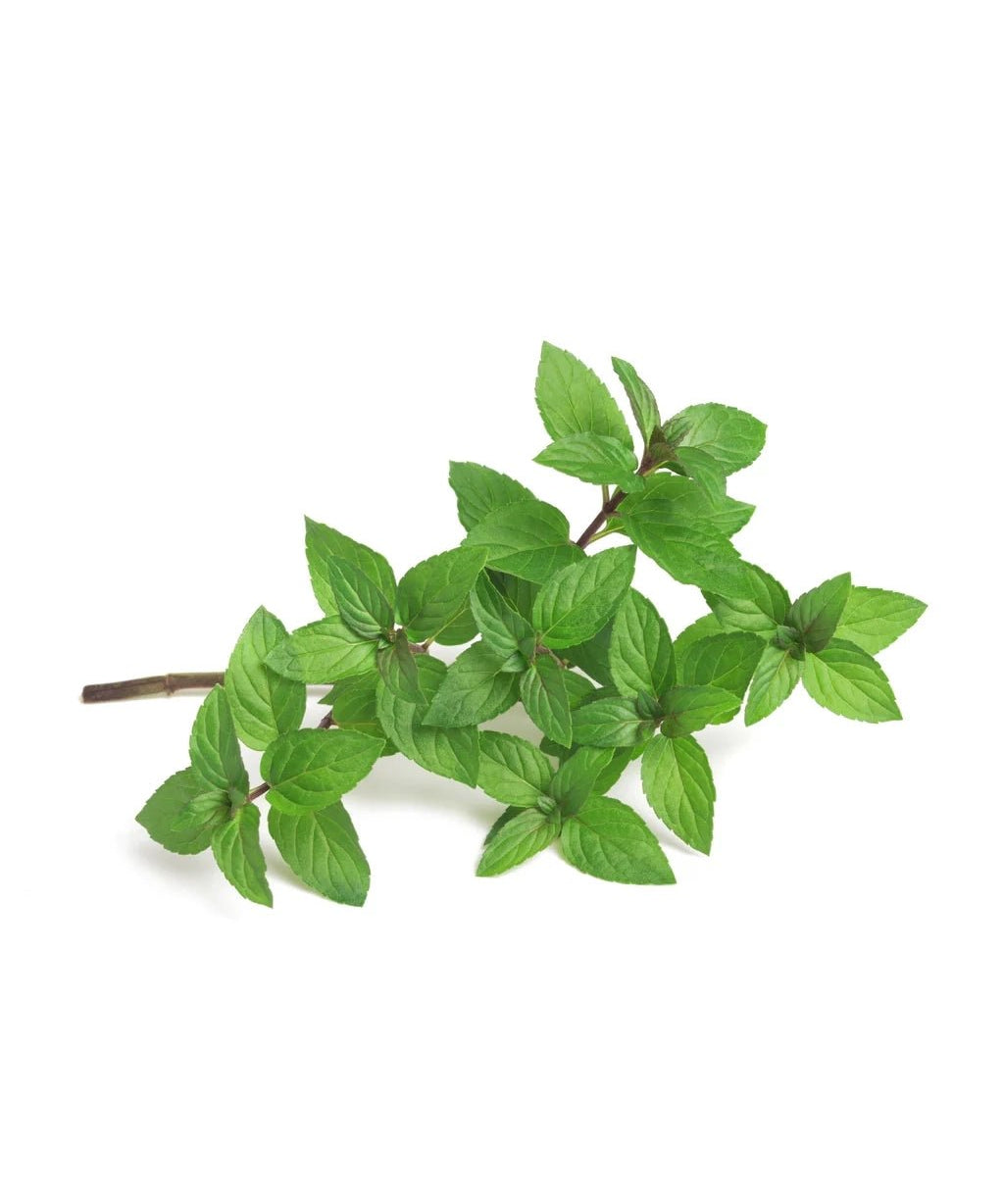 Piccolo Seeds - PEPPERMINT Saatgut für Pfefferminze - Saatgut - ROSA ECK Concept Store