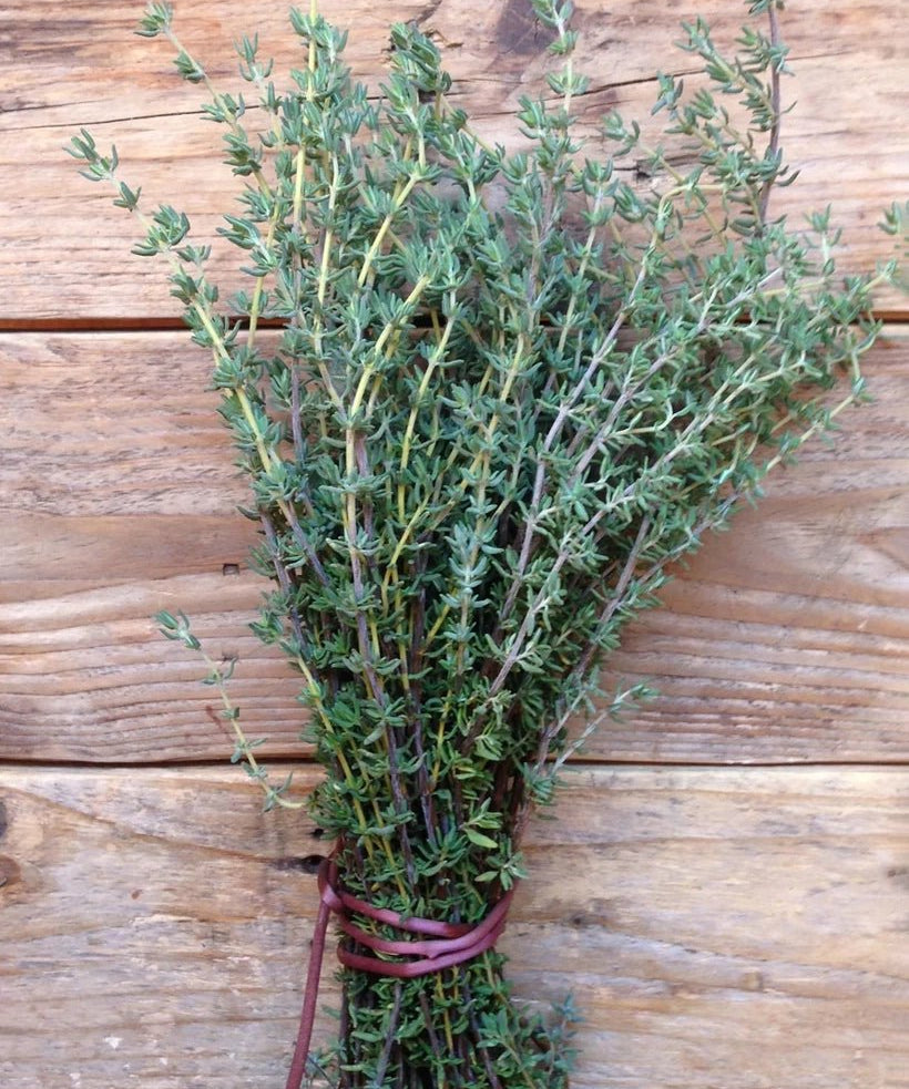 Piccolo Seeds - THYME De Provence Saatgut für Thymian - Saatgut - ROSA ECK Concept Store